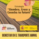 CURSO: Bienestar en el transporte animal