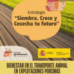 CURSO: Bienestar Animal en explotaciones porcinas
