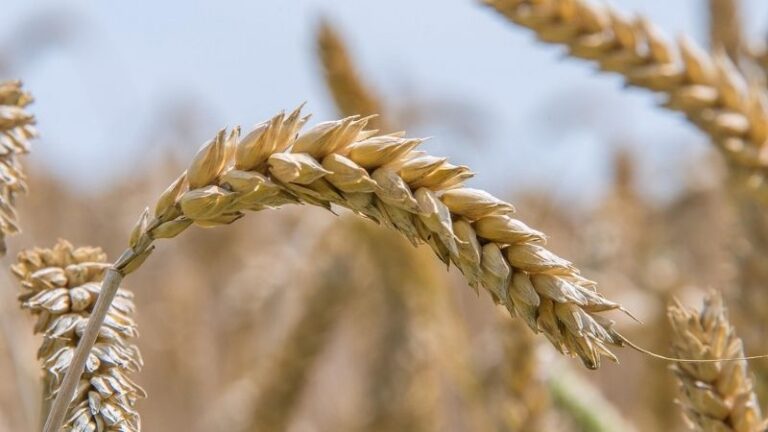 Comienza el periodo para contratar el seguro de cultivos herbáceos extensivos para la cosecha 2027