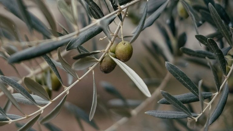 El campo defiende que Andalucía sea quien produzca el aceite de oliva y concentre las marcas y la comercialización