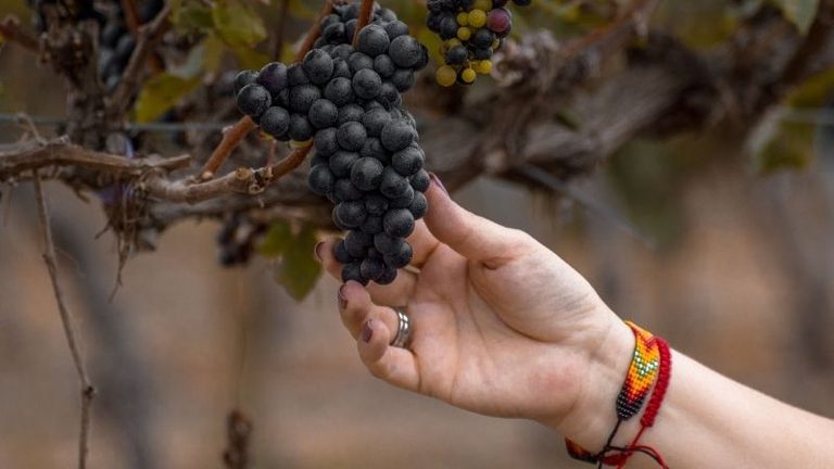 ASAGA se suma a la defensa de los viticultores de Rías Baixas y reclama que se garantice una contratación de uva justa y acorde con la normativa