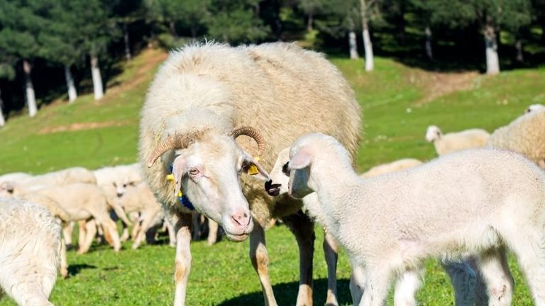 ASAJA CLM denuncia causas injustificadas tras el desplome del precio de la leche de oveja manchega