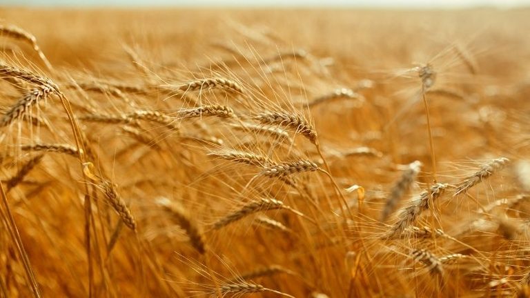Los cerealistas de Huelva no sembrarán este año si las administraciones no garantizan la viabilidad del cultivo