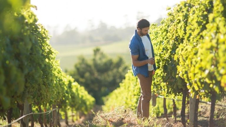 ASAJA CLM advierte de que muchos viticultores se quedarán fuera de las ayudas a la reestructuración de viñedo