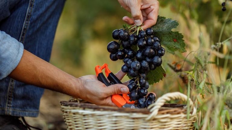 ASAJA Burgos anima a denunciar contratos de uva por debajo de costes en Ribera del Duero
