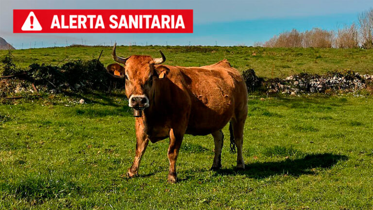 Llega un virus desconocido para el ganado español: Shamonda tipo 1