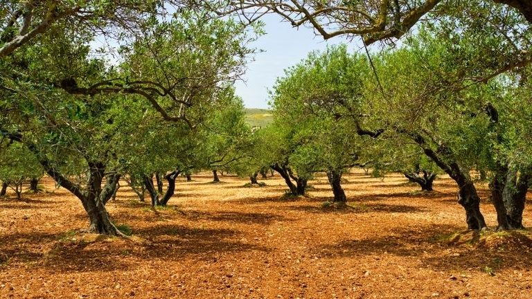 ASAJA Córdoba solicita a la Consejería de Agricultura que posponga la presentación del aforo de la campaña oleícola 2026/27