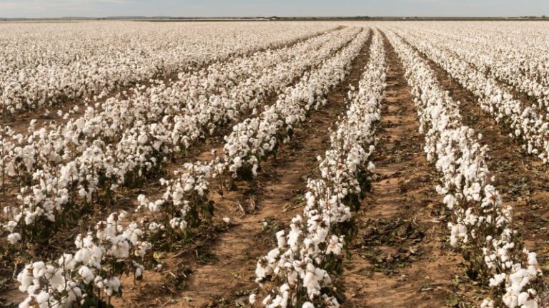 La campaña del algodón se desarrolla en Córdoba con un 8% menos de superficie y mejores rendimientos que el año pasado
