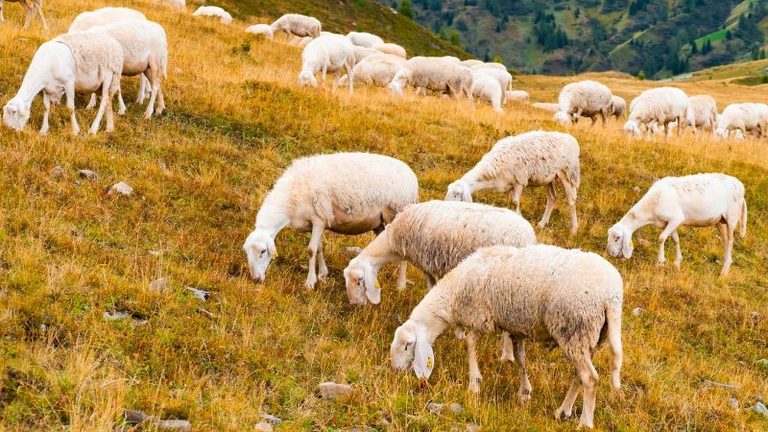 El ovino y caprino afronta una caída de la producción y del consumo en 2026