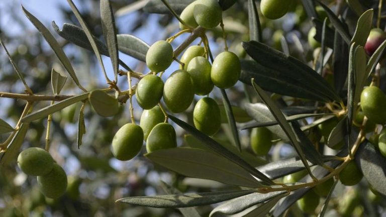 La Junta prevé una producción de 339.700 toneladas de aceite de oliva para la provincia de Córdoba