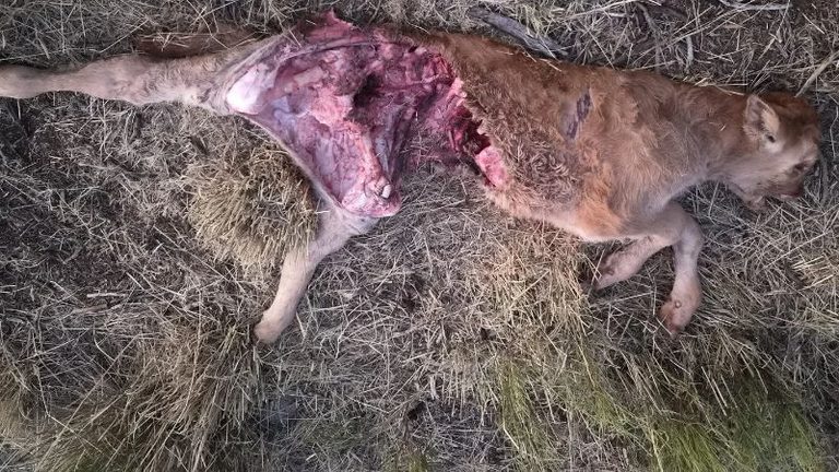 ASAJA Ávila denuncia que las estadísticas no reflejan el daño real del lobo en las explotaciones ganaderas