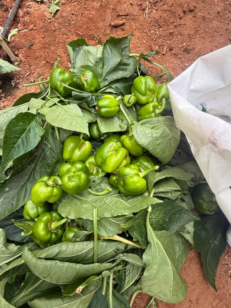 ASAJA Almería recomienda documentar los daños antes y después de arrancar un cultivo afectado por plagas o virosis