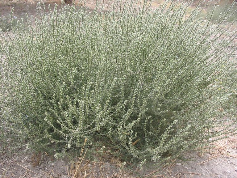 ASAJA Almería alerta de la rápida expansión de los “cardos ruleros” en Los Vélez y de las dificultades que plantea para la agricultura