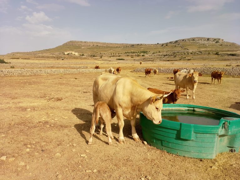 AVA-ASAJA pide medidas por las pérdidas agrarias causadas por la sequía en el interior
