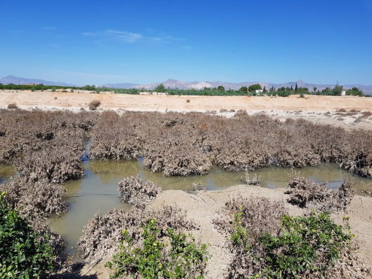ASAJA Alicante denuncia la falta de actuaciones del Gobierno para prevenir nuevas inundaciones en la Vega Baja