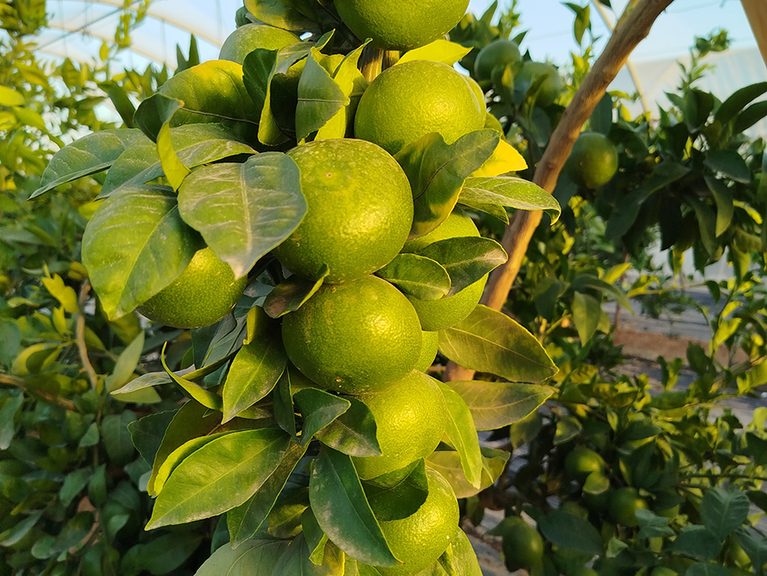 AVA-ASAJA subraya que la primera lonja de cítricos confirma precios estables en el campo