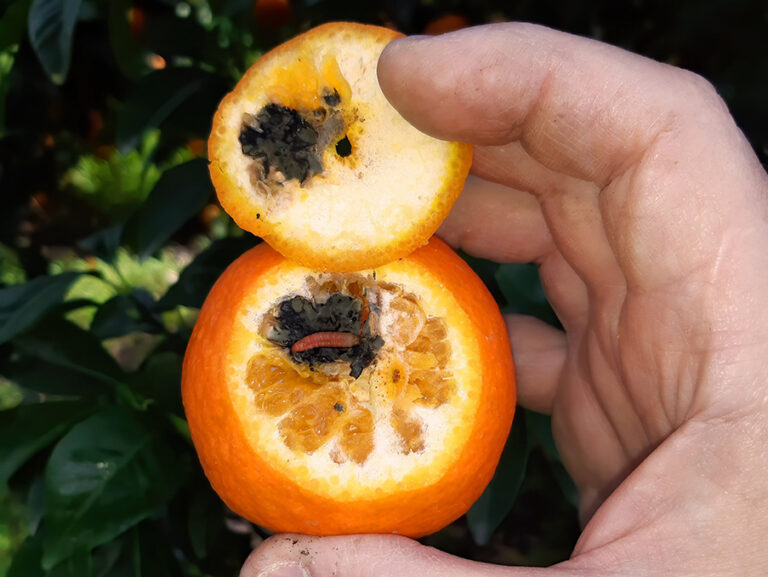 AVA-ASAJA pide que “Sudáfrica no haga mal el tratamiento en frío” tras detectarse falsa polilla en sus naranjas a la UE