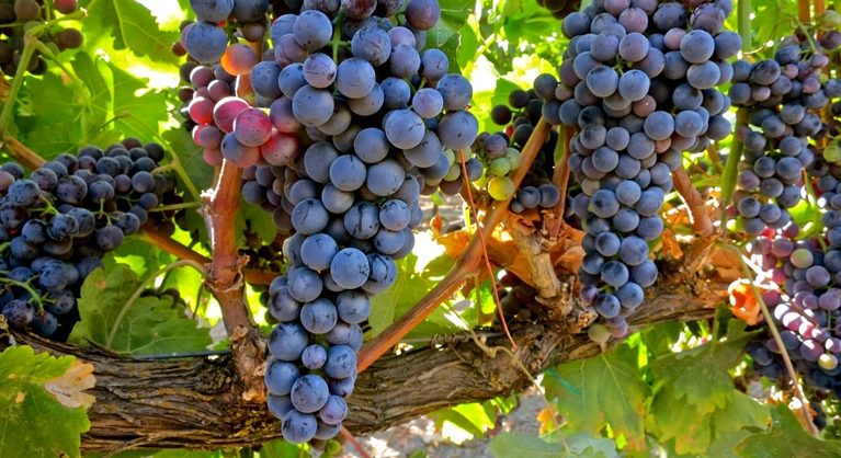 ASAJA Valladolid alerta de que los bajos precios de la uva en la Ribera del Duero ponen en riesgo la rentabilidad de los viticultores