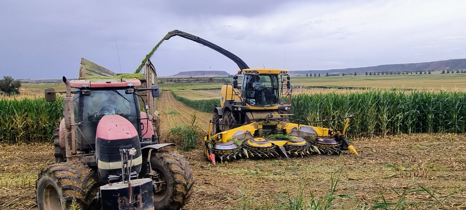 ASAJA Aragón alerta sobre la viabilidad del cultivo de maíz ante una posible crisis productiva