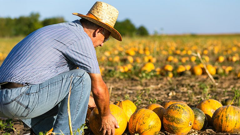 La campaña de melón y sandía en Castilla-La Mancha termina con precios que no cubren los costes de producción