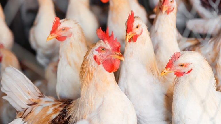Cuarto foco de enfermedad de Newcastle en la comarca de Utiel, en una granja de broilers