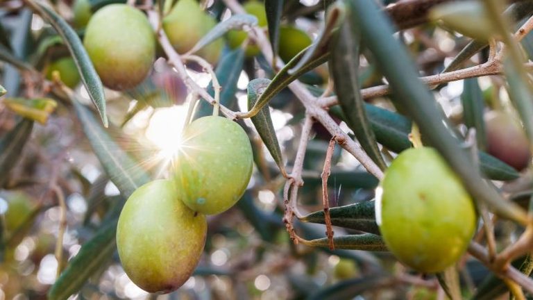 ASAJA, COAG, UPA y Cooperativas Agro-alimentarias exigen al Ministerio de Agricultura la activación inmediata de la norma de comercialización del aceite de oliva