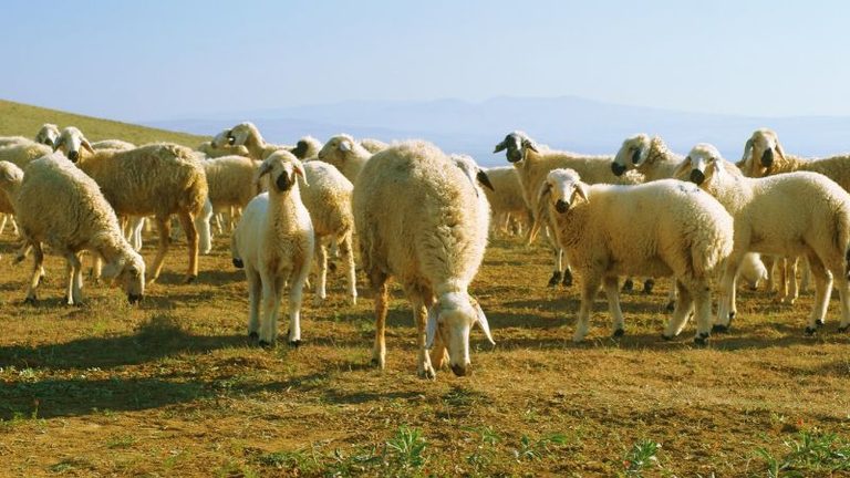 La lengua azul suma dos focos en ovino en Cáceres y Badajoz, con los serotipos 4 y 1