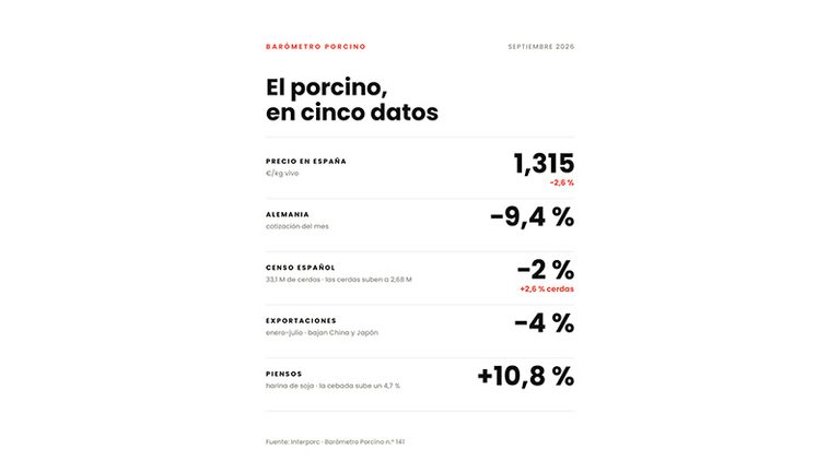 El precio del cerdo baja un 2,6 % en septiembre y los costes de alimentación vuelven a subir