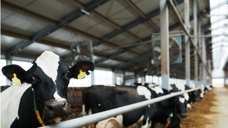 Confirmado el primer caso de Shamonda tipo 2 en España, en una granja de vacuno de Cantabria