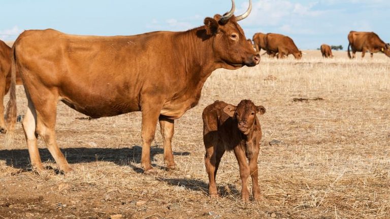 Nuevo foco secundario de brucelosis bovina en Alburquerque, en una granja con 468 animales