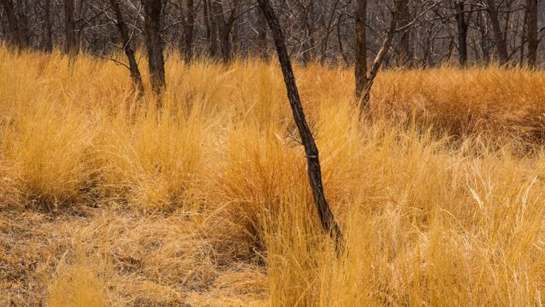 ASAJA pide a Medio Ambiente que “tome nota” de Agricultura y autorice la quema controlada de pastos