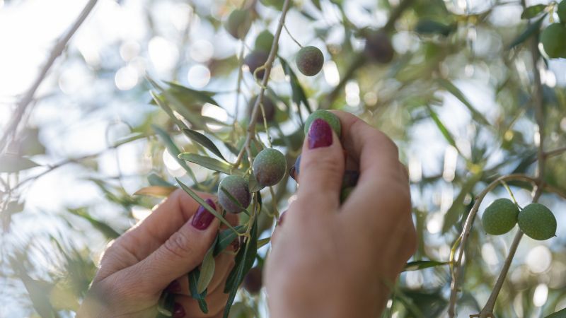 ASAJA Málaga denuncia que los precios de la aceituna Hojiblanca están por debajo de los costes de producción
