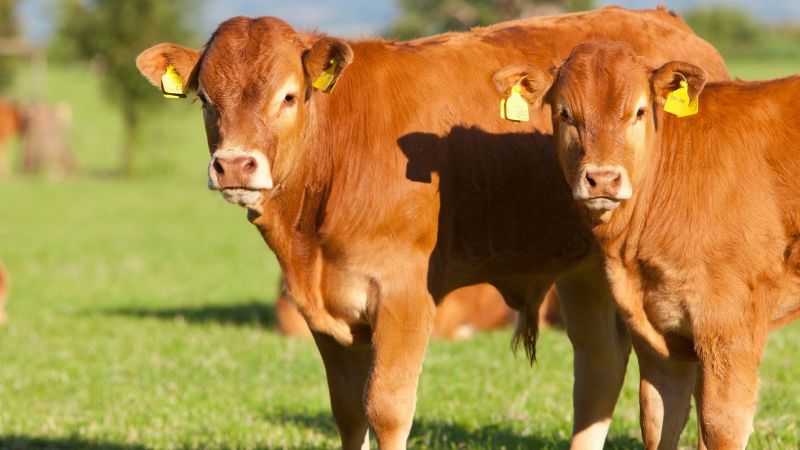 Las exportaciones de carne fresca de vacuno en España aumentan un 7% mientras caen a cero los envíos de bovinos vivos a Marruecos