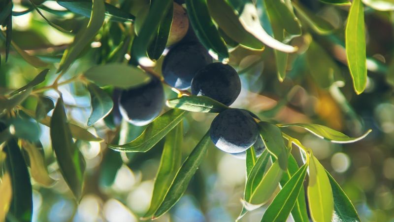 La producción de aceite de oliva en España alcanza 1,3 millones de toneladas en la campaña 2025/26