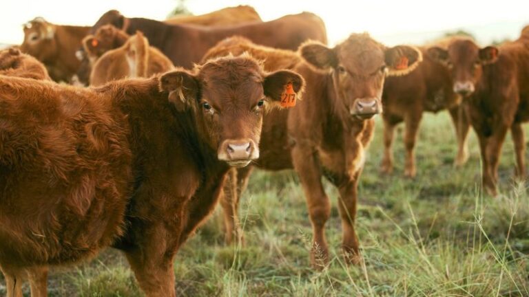 El vacuno de carne recupera precios en septiembre por la menor oferta de animales