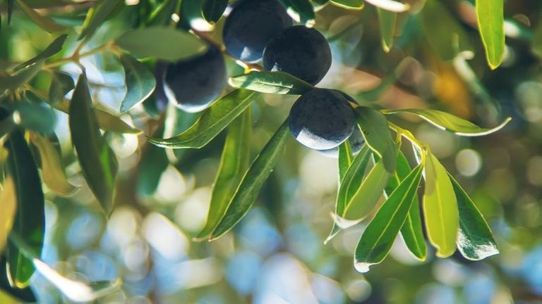 ASAJA, COAG, UPA y Cooperativas exigen al ministro activar la norma del aceite de oliva