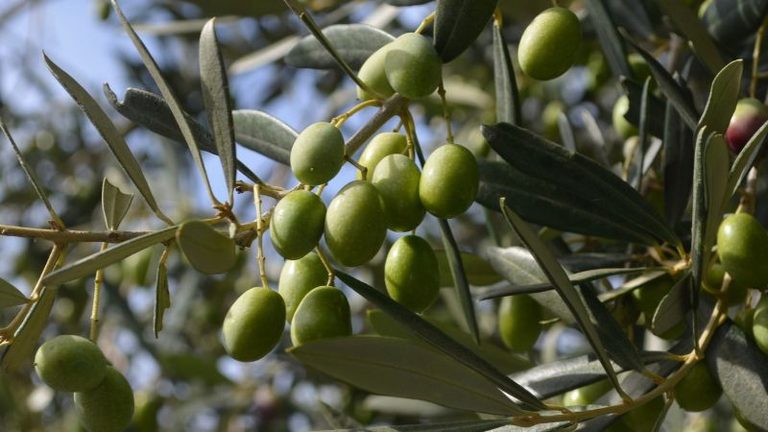 El Ministerio estima una producción de 1,6 millones de toneladas de aceite de oliva para la campaña 2026/27