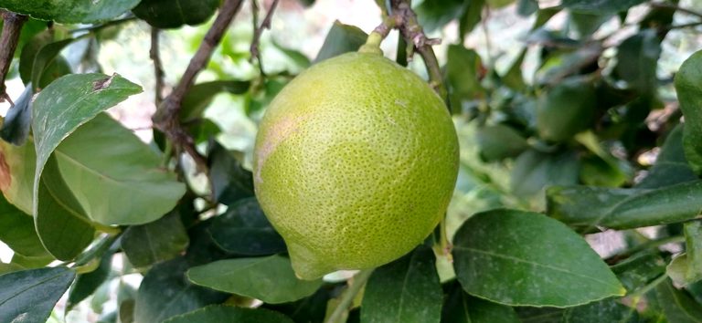 ASAJA Alicante denuncia precios a la baja para el limón pese a la fuerte demanda de zumo